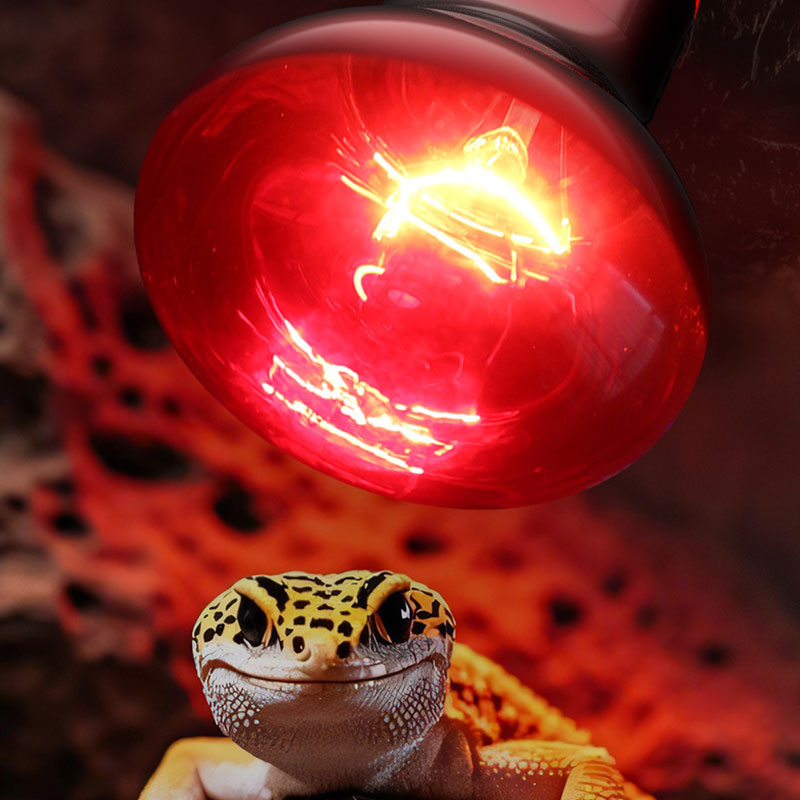 Reptile Heat Lamp 100V/220V In - Gecko Lighting & Decor บทวิจารณ์และราคา