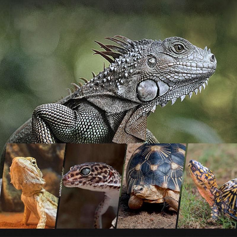 Reptile Heat Lamp 100V/220V In - Gecko Lighting & Decor บทวิจารณ์และราคา